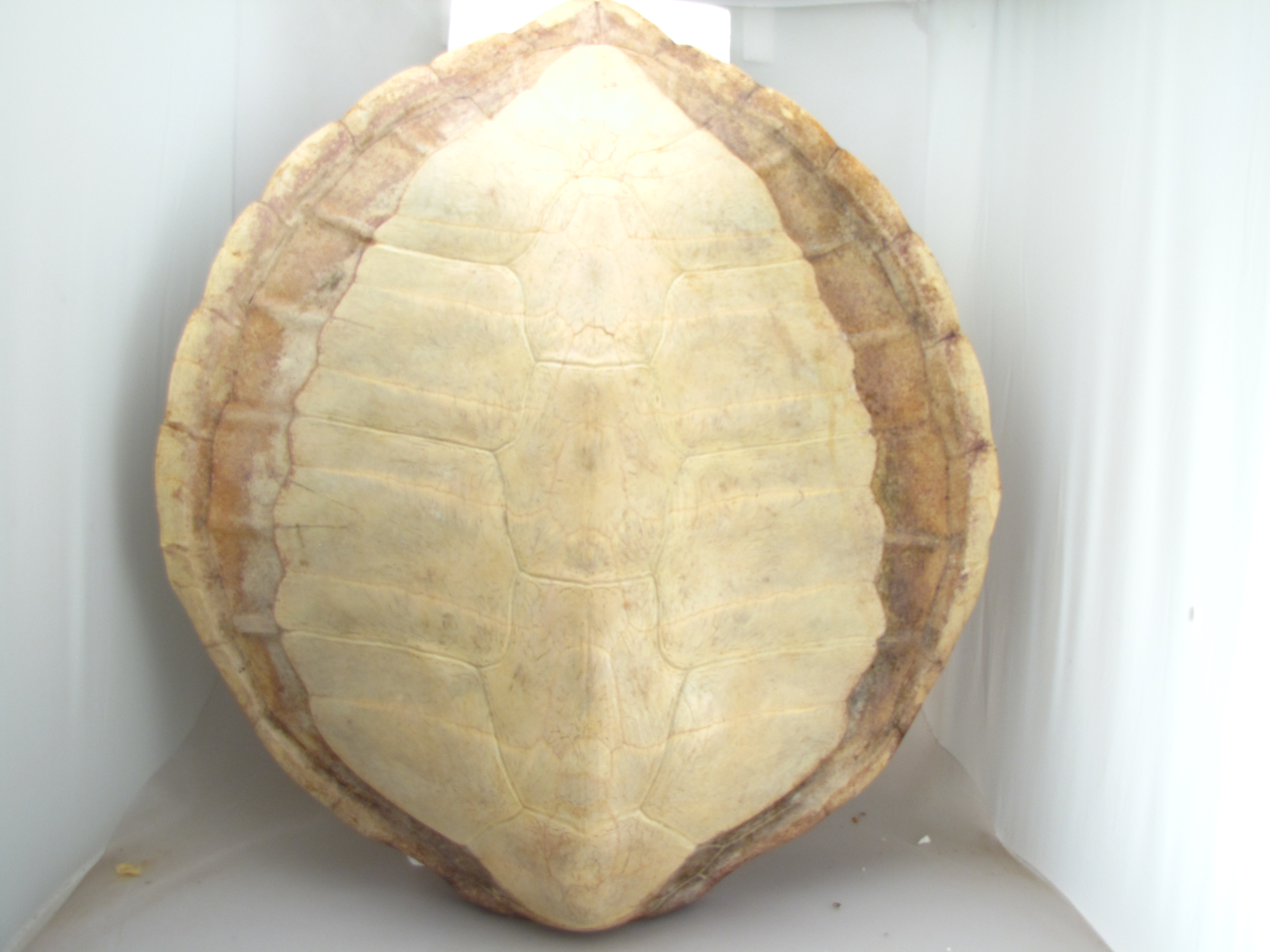 Carapace Os de Tortue Verte