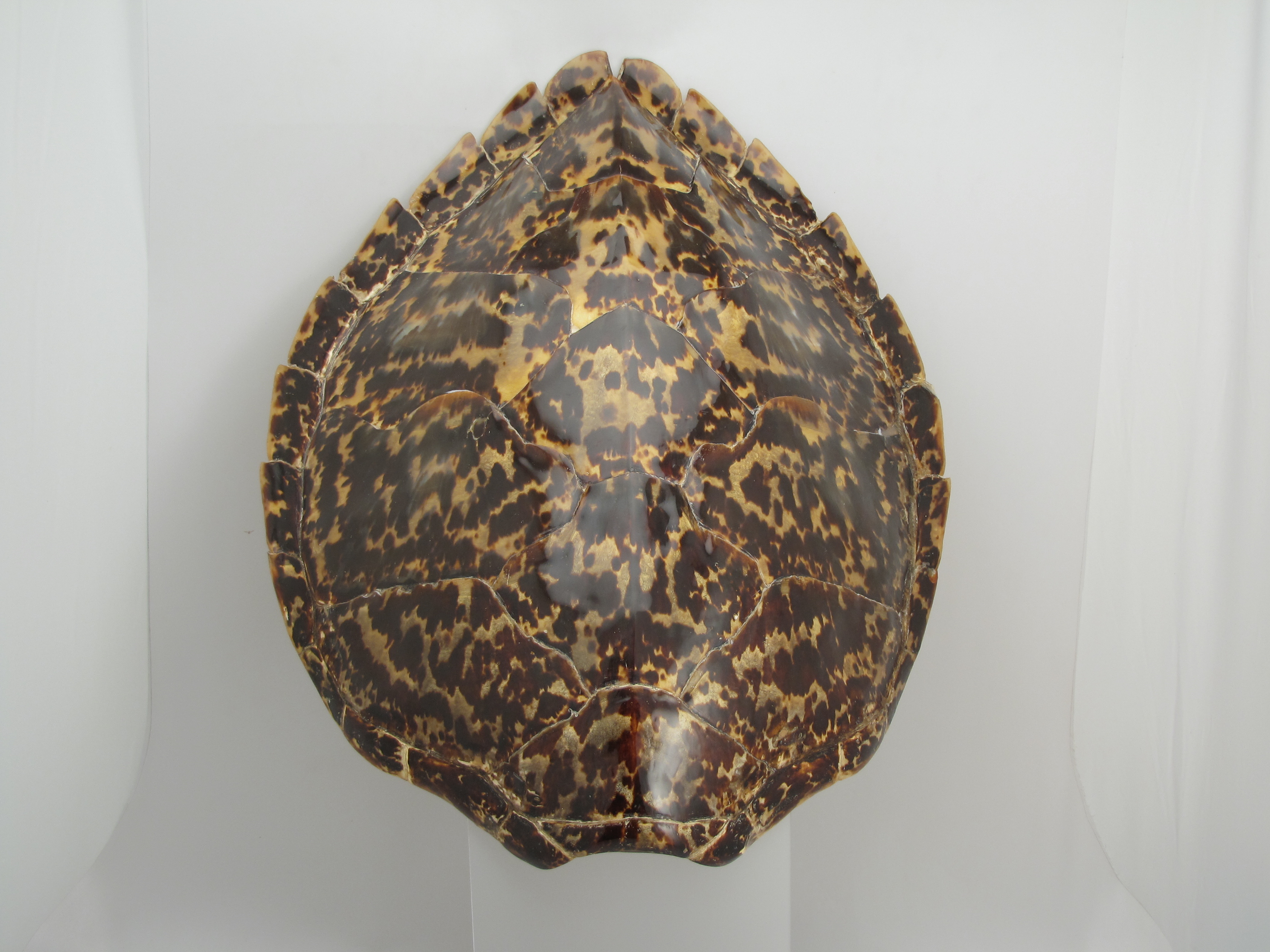 Carapace de Tortue Imbriquée ou Caret