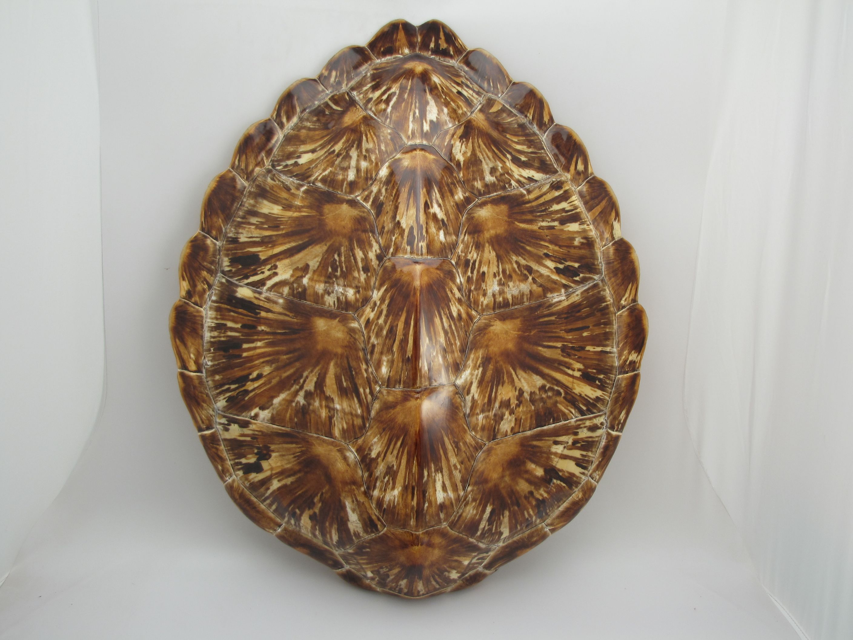 Carapace Ecaille de Tortue Verte