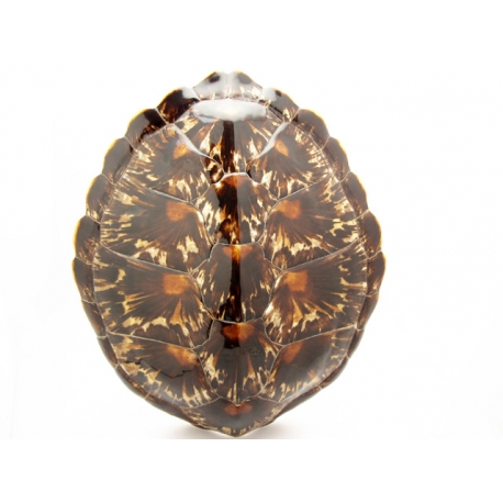 Carapace C3 +