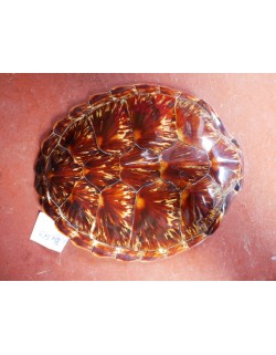 Carapace chelonia mydas B+ S - 549