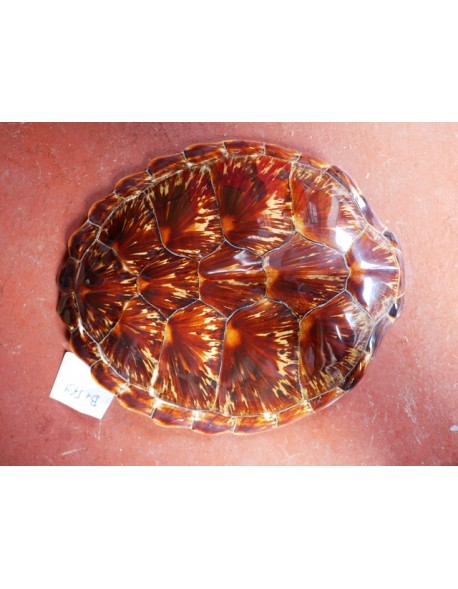 Carapace chelonia mydas B+ S - 549